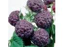 Drajoni Zmeura Violet Soiul Glen Coe (Rubus Idaeus)